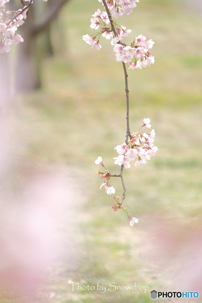 桜の記憶