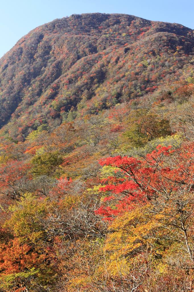 黒岳の紅葉