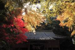 熊野神社の紅葉