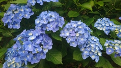 紫陽花①。
