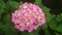 紫陽花④。