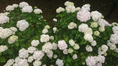 紫陽花③。
