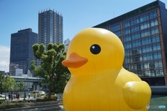 ラバー・ダック