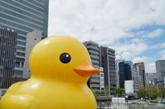 ラバー・ダック