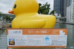 ラバー・ダック