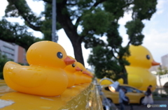 ラバー・ダック