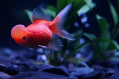 金魚