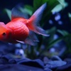 金魚