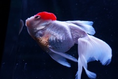 金魚