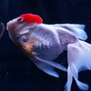 金魚