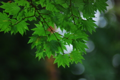 夏の盛り