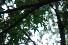 夏の名残