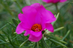 花の中に花