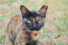 猫①