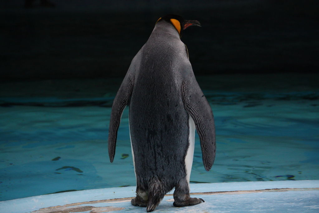 ペンギン 男の仁王立ち By ぽてと Id 写真共有サイト Photohito