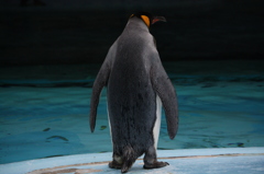 ペンギン、男の仁王立ち