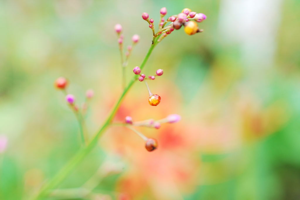 線香花火