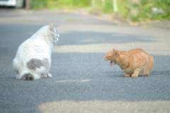 猫の喧嘩　その１