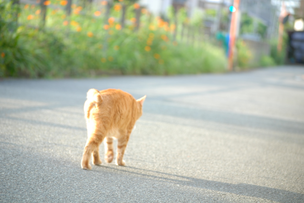 猫の喧嘩　その３