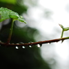 雨よ…もう止んで…