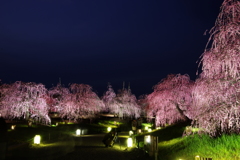 鈴鹿の森庭園　ライトアップ