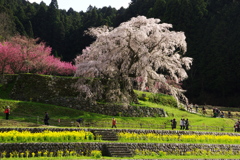 又兵衛桜