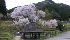 仏隆寺千年桜