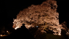 仏隆寺千年桜