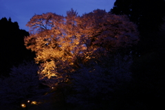 仏隆寺千年桜