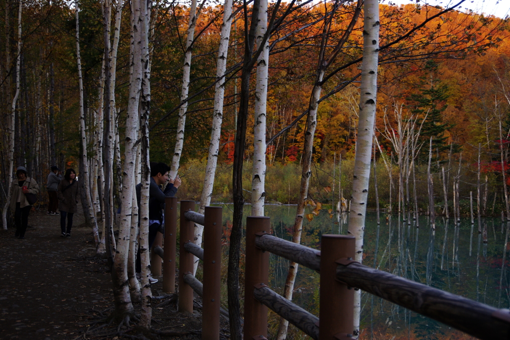 青い池の紅葉