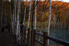 青い池の紅葉