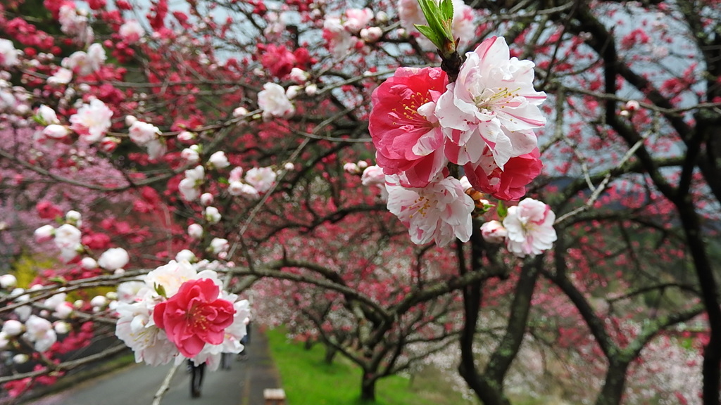 花桃の里　月川温泉郷