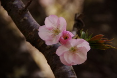 横輪桜