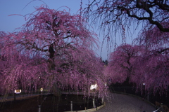 鈴鹿の森庭園