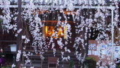 専称寺のしだれ桜