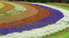 富良野の花園