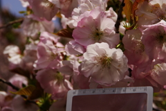 横輪桜