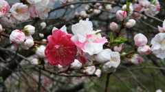 花桃の里　月川温泉郷