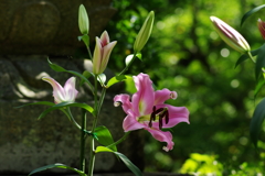 松尾寺のカサブランカ