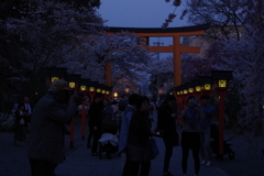 京都平野神社の桜