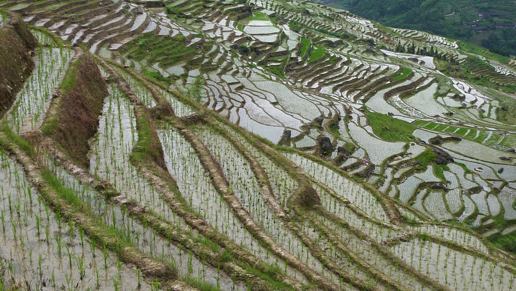 龍勝の棚田