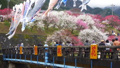 花桃の里　月川温泉郷