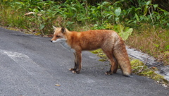 道路に出てきたキタキツネ