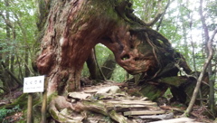 屋久島　くぐり杉