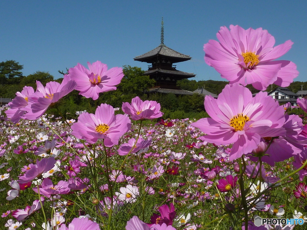 コスモスと法起寺