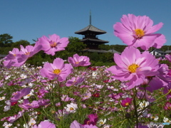 コスモスと法起寺