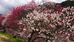 花桃の里　月川温泉郷