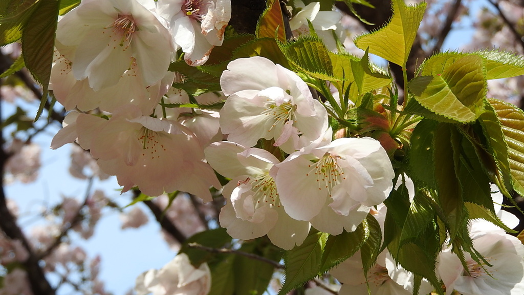 横輪桜