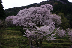 仏隆寺千年桜、