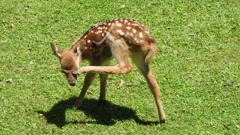 奈良公園の鹿
